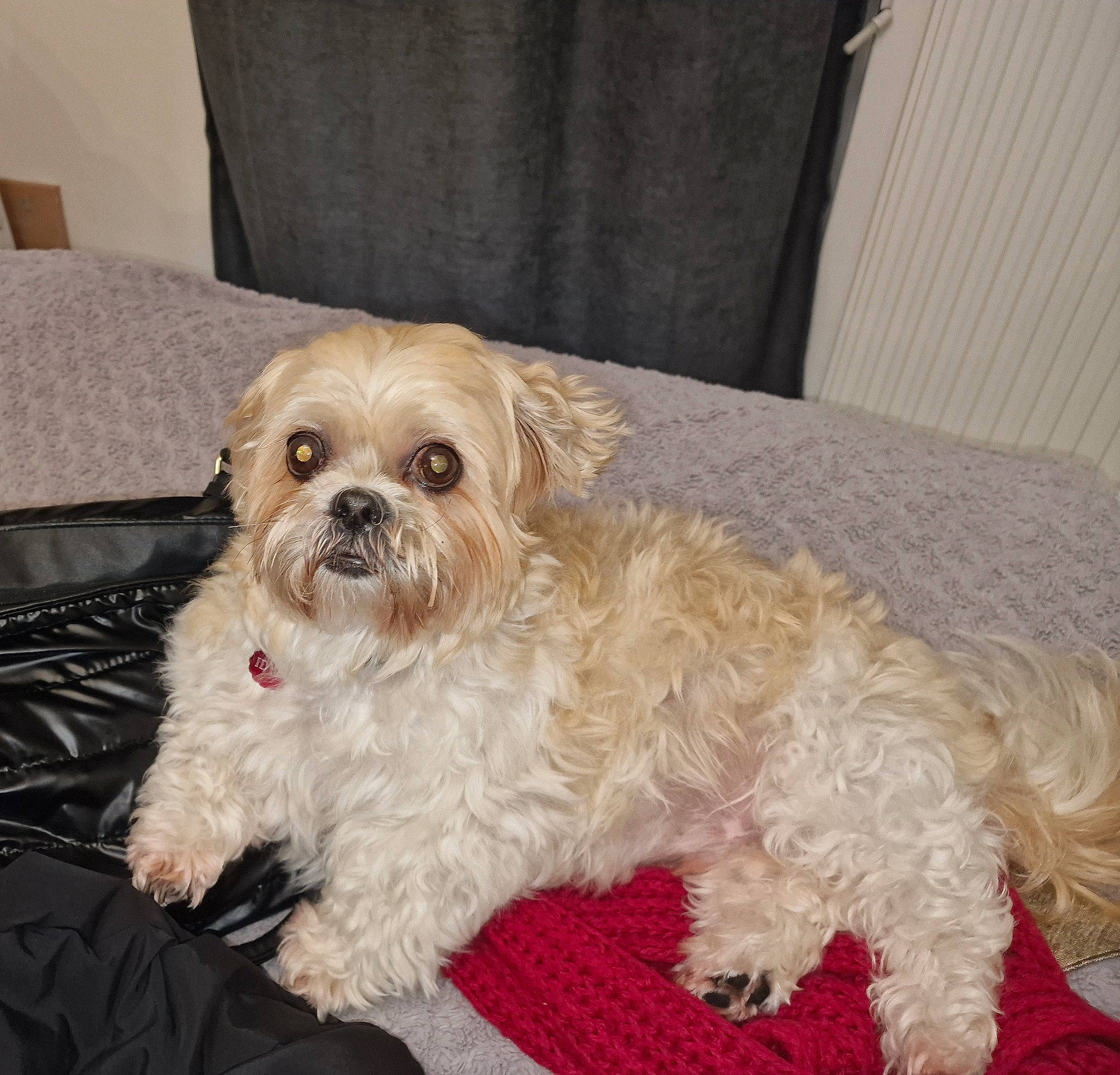 Idyl participe au concours pour gagner de l'argent avec cette photo : canidae, carnivore, companion_dog, dog, dog_breed, dog_supply, firefighter, fur, liver, mal_shi, puppy_love, shih_poo, small_terrier, snout, sporting_group, terrier, toy_dog, water_dog, working_animal, yorkipoo