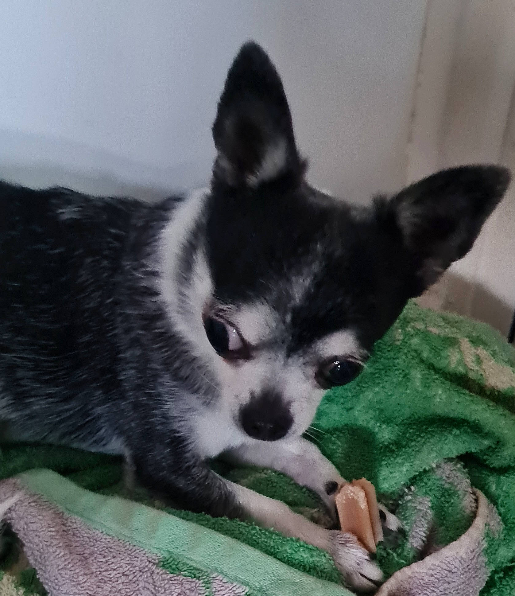 Loustic participe au concours pour gagner de l'argent avec cette photo : bored, canidae, carnivore, comfort, companion_dog, dog, dog_breed, fur, non_sporting_group, snout, terrestrial_animal, toy_dog, whiskers, working_animal