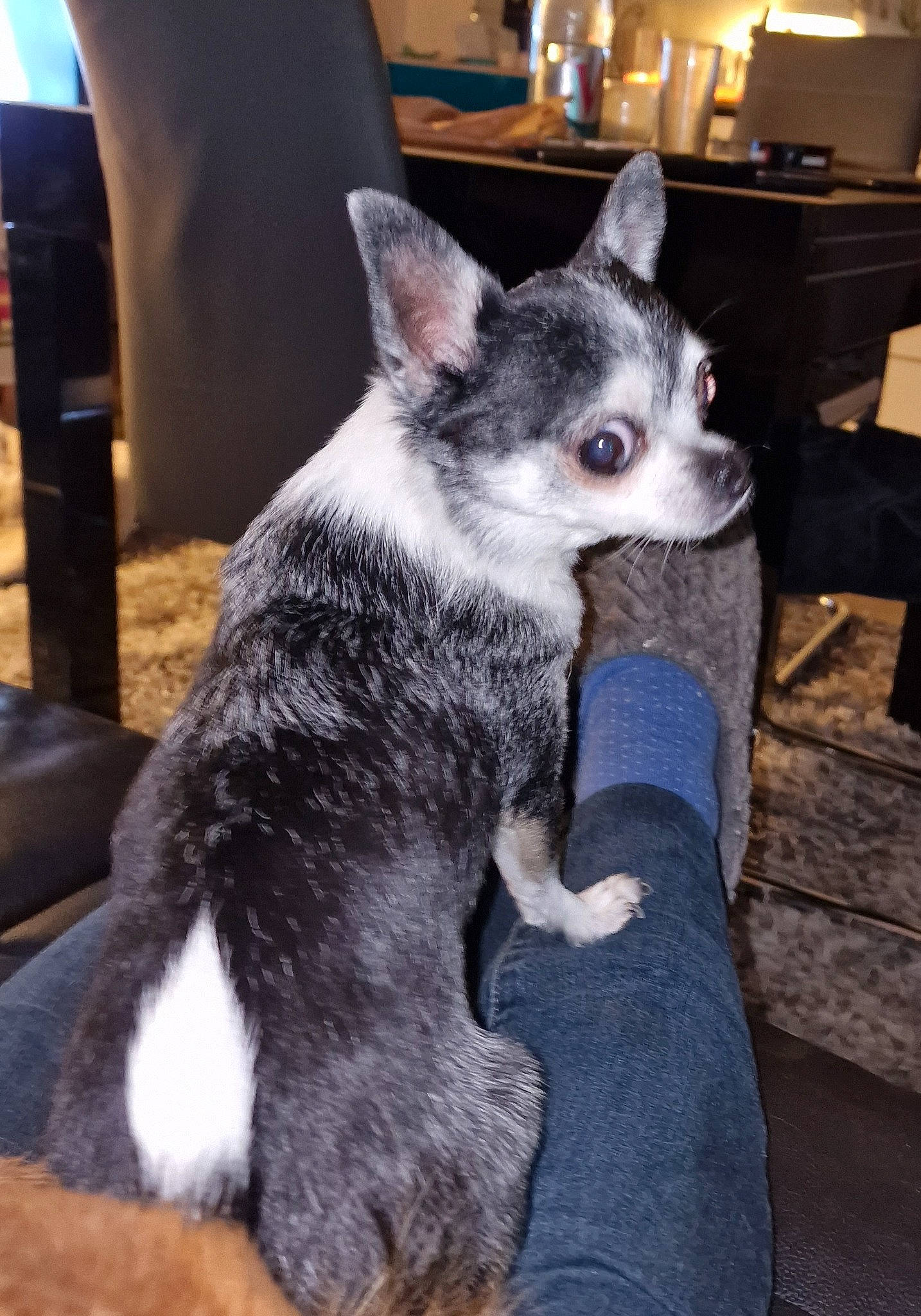 Loustic participe au concours pour gagner de l'argent avec cette photo : canidae, carnivore, chair, comfort, companion_dog, dog, dog_breed, fur, furniture, grey, non_sporting_group, snout, sporting_group, tail, terrestrial_animal, whiskers, working_animal