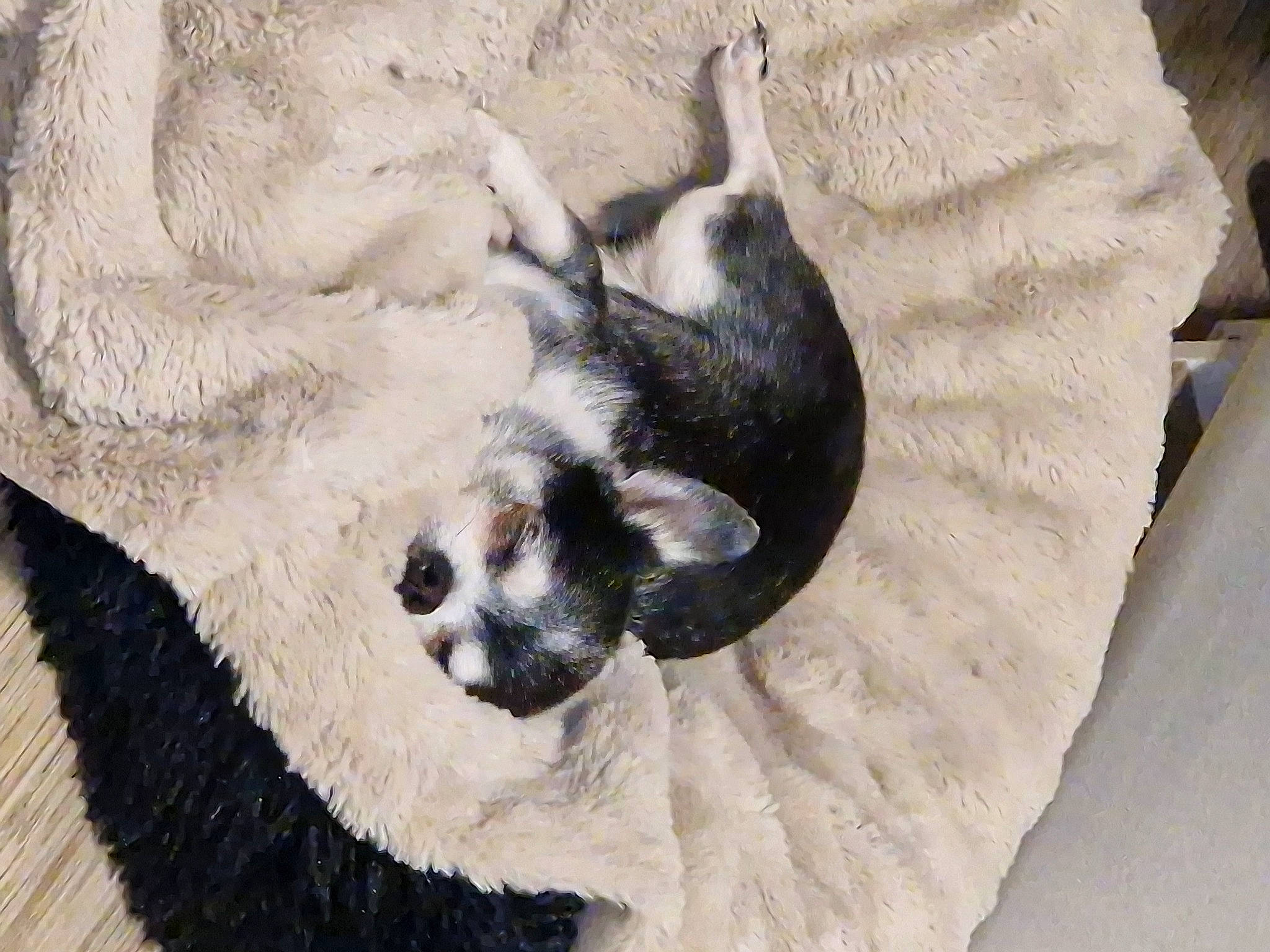 Loustic a rejoint le concours — aidez-le/la à gagner de superbes lots ! canidae, carnivore, claw, comfort, companion_dog, dog, dog_breed, fawn, fur, nap, non_sporting_group, paw, snout, sporting_group, tail, terrestrial_animal, whiskers, wildlife, working_animal