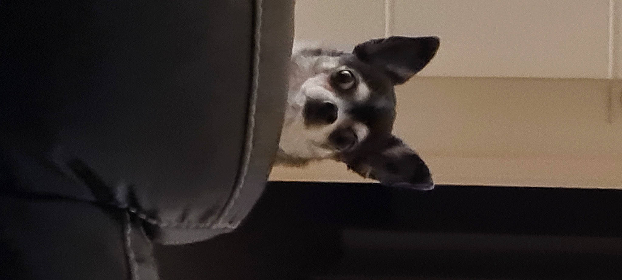 Loustic a rejoint le concours — aidez-le/la à gagner de superbes lots ! canidae, carnivore, comfort, companion_dog, dog, dog_breed, dog_supply, ear, eye, fawn, foot, fur, paw, snout, sporting_group, tail, terrestrial_animal, toy_dog, whiskers, working_animal