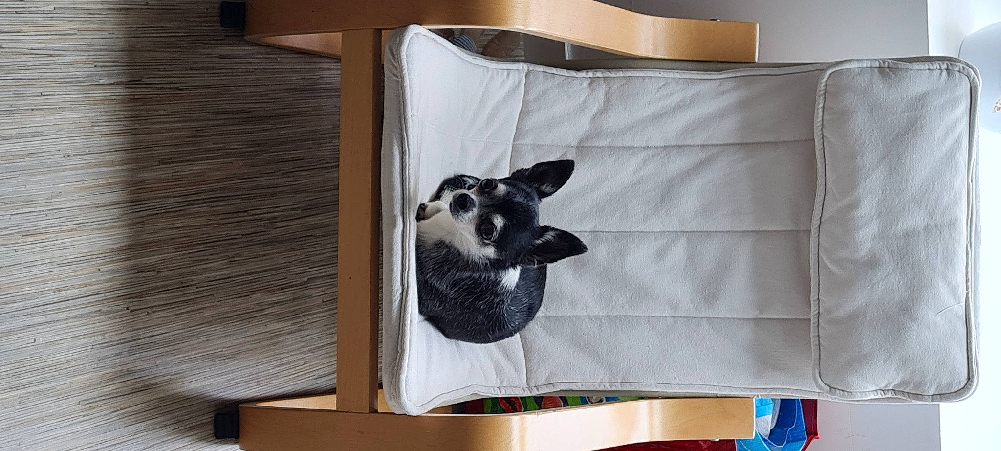 Loustic participe au concours pour gagner de l'argent avec cette photo : bag, canidae, carnivore, companion_dog, couch, dog_breed, dog_supply, fashion_accessory, fawn, fur, grey, hardwood, linens, pattern, pillow, rectangle, room, throw_pillow, wood, working_animal