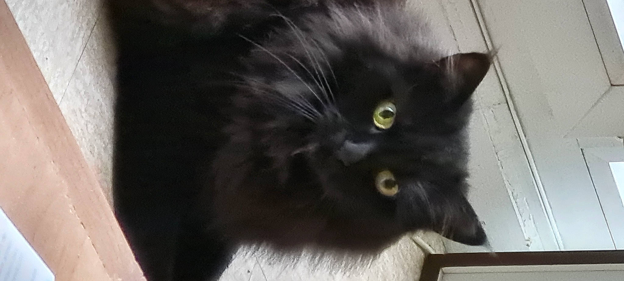 Twix a rejoint le concours — aidez-le/la à gagner de superbes lots ! black_cat, bombay, carnivore, cat, claw, domestic_short_haired_cat, felidae, fur, grey, iris, monochrome_photography, small_to_medium_sized_cats, snout, tail, terrestrial_animal, whiskers, window