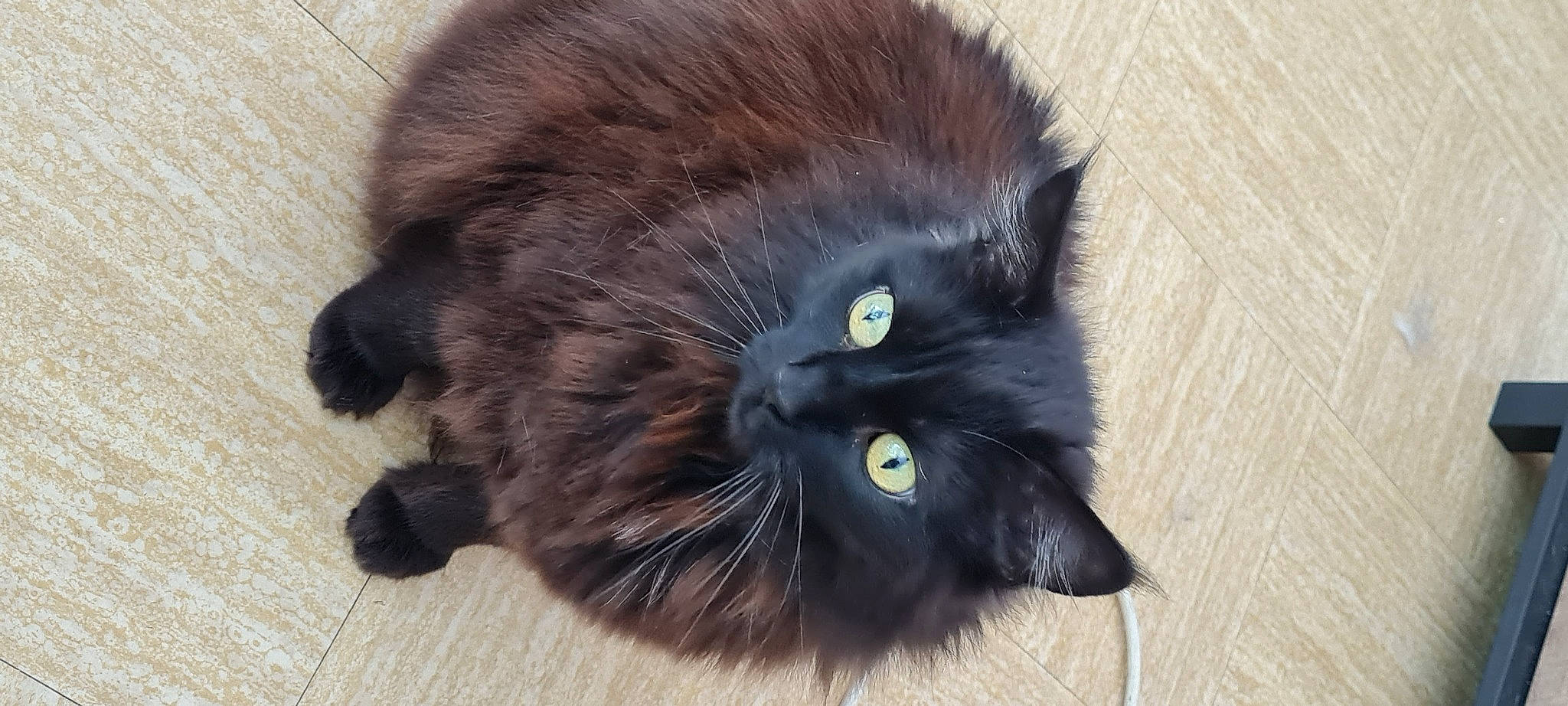 Twix a rejoint le concours — aidez-le/la à gagner de superbes lots ! black_cat, bombay, carnivore, cat, claw, comfort, felidae, fur, liver, small_to_medium_sized_cats, snout, tail, terrestrial_animal, whiskers