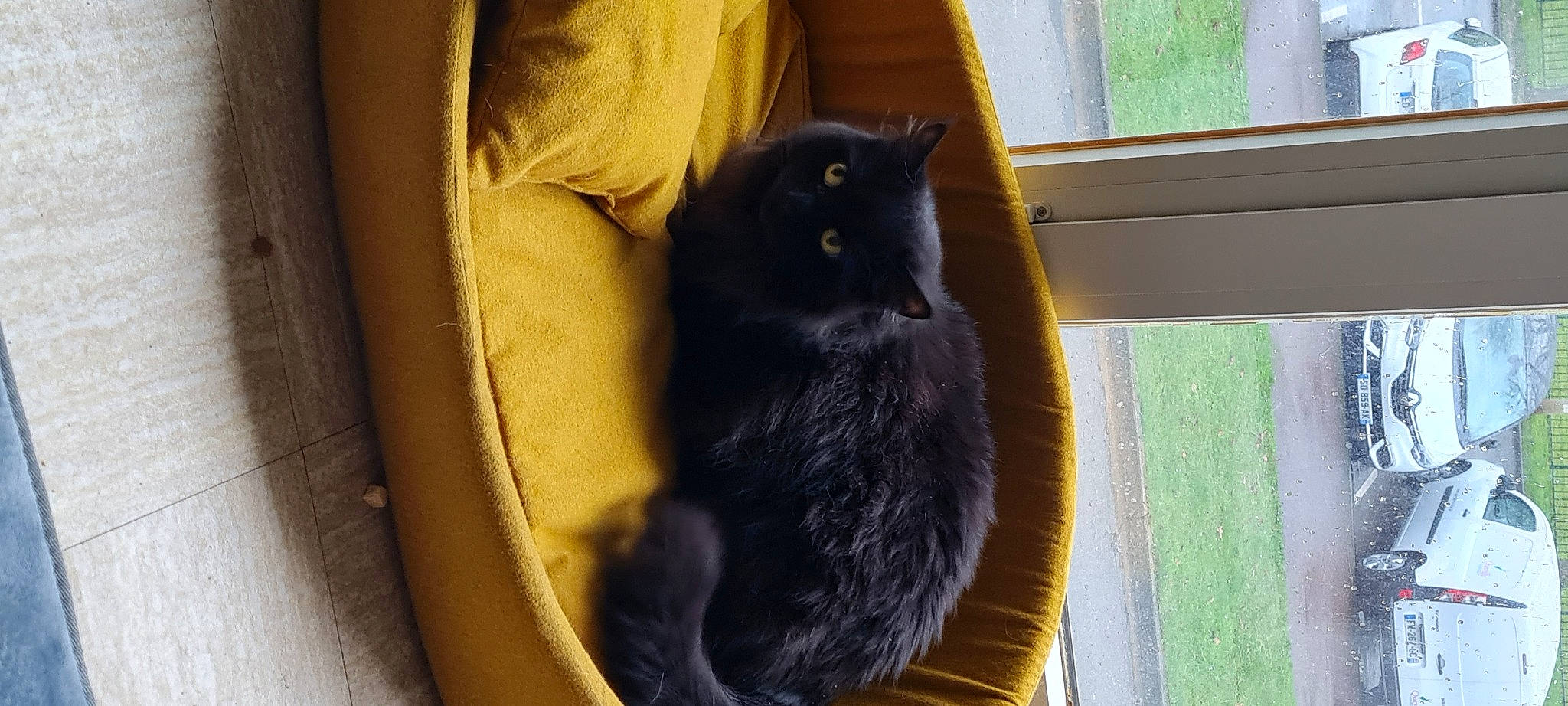 Twix participe au concours pour gagner de l'argent avec cette photo : black_cat, carnivore, cat, cat_furniture, cat_supply, chartreux, claw, comfort, domestic_short_haired_cat, felidae, fur, sitting, small_to_medium_sized_cats, snout, tail, terrestrial_animal, tints_and_shades, whiskers, window, wood