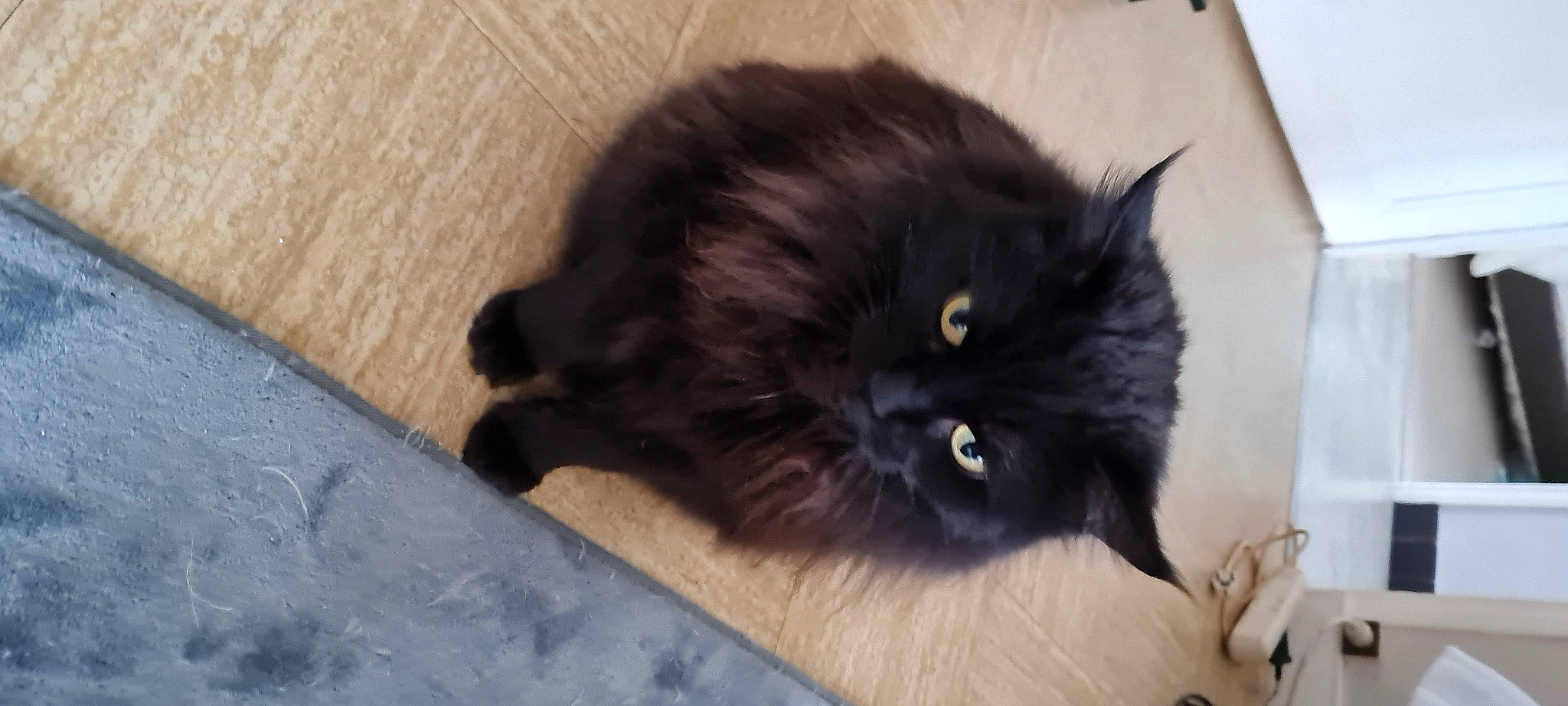 Twix participe au concours pour gagner de l'argent avec cette photo : black_cat, british_longhair, carnivore, cat, claw, comfort, dog_breed, fawn, felidae, flooring, fur, hardwood, iris, liver, paw, small_to_medium_sized_cats, snout, tail, terrestrial_animal, whiskers