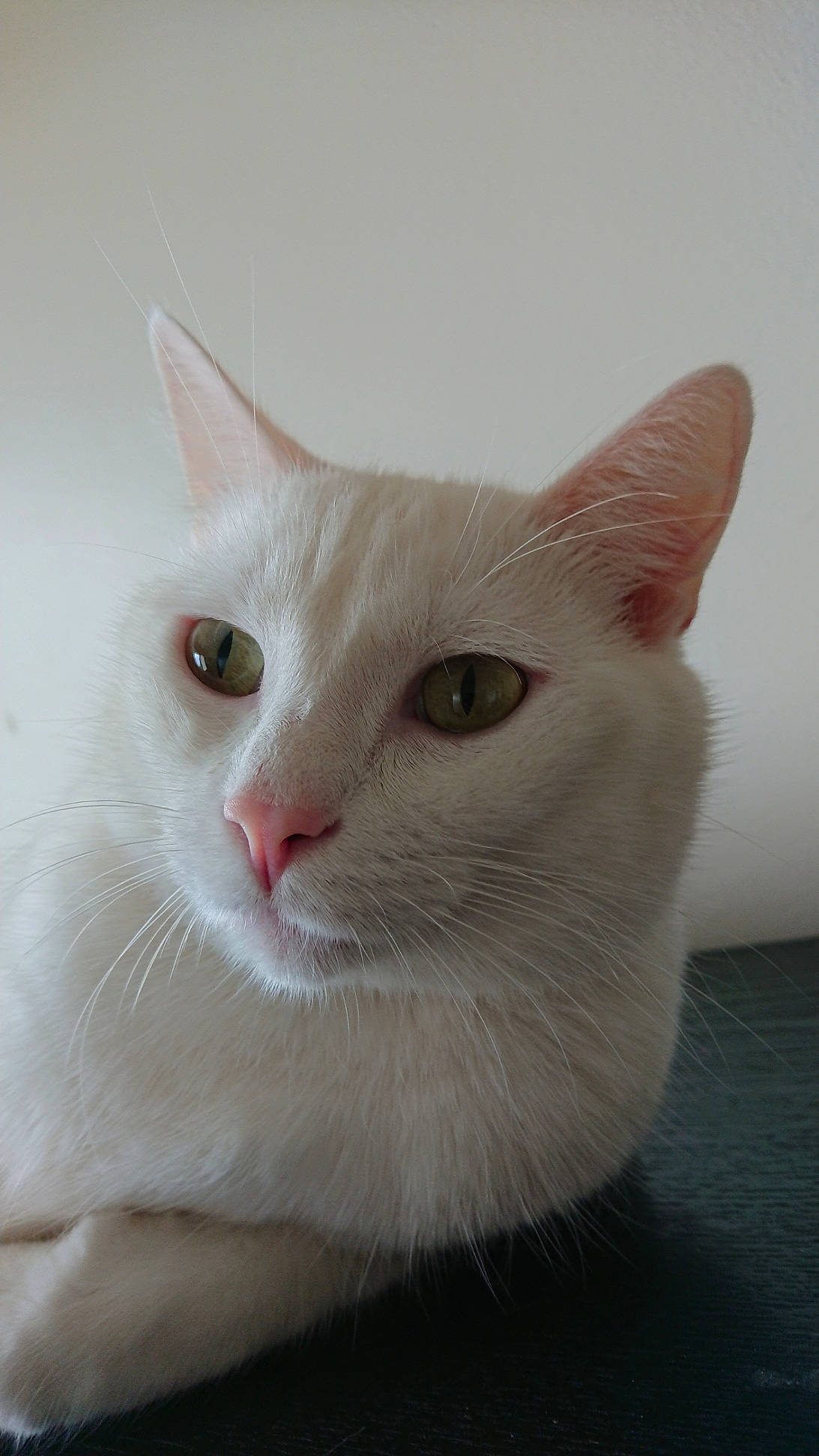 Pep'S participe au concours pour gagner de l'argent avec cette photo : carnivore, cat, domestic_short_haired_cat, ear, fawn, felidae, fur, no_expression, small_to_medium_sized_cats, snout, tail, whiskers