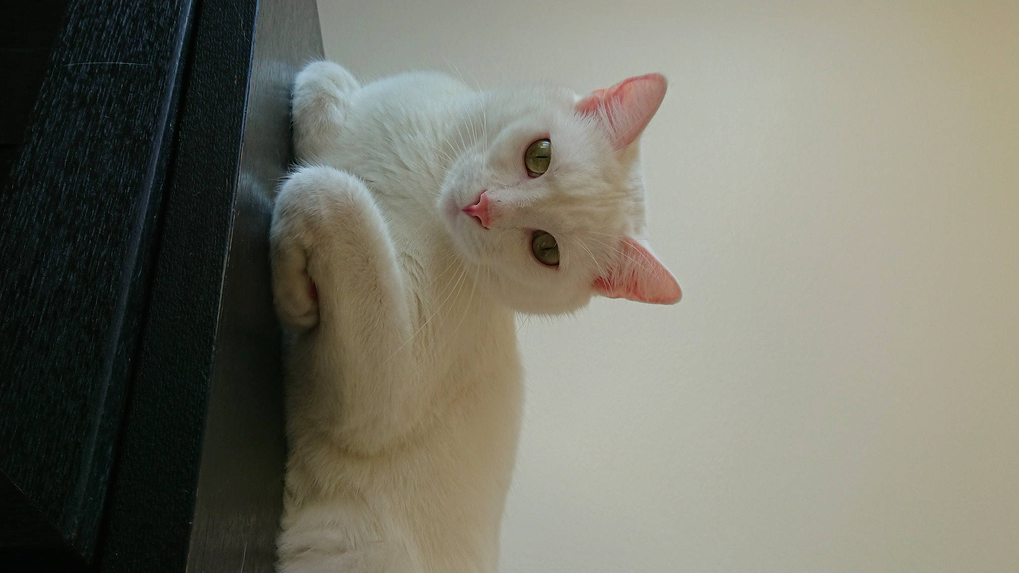 Pep'S a rejoint le concours — aidez-le/la à gagner de superbes lots ! carnivore, cat, claw, domestic_short_haired_cat, ear, eye, fawn, felidae, fur, head, paw, small_to_medium_sized_cats, snout, tail, whiskers