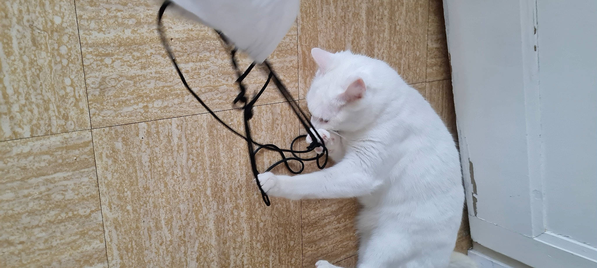 Pep'S a rejoint le concours — aidez-le/la à gagner de superbes lots ! art, carnivore, cat, domestic_short_haired_cat, fashion_accessory, fawn, felidae, flooring, fur, hardwood, paw, small_to_medium_sized_cats, snout, tail, whiskers, wire, wood