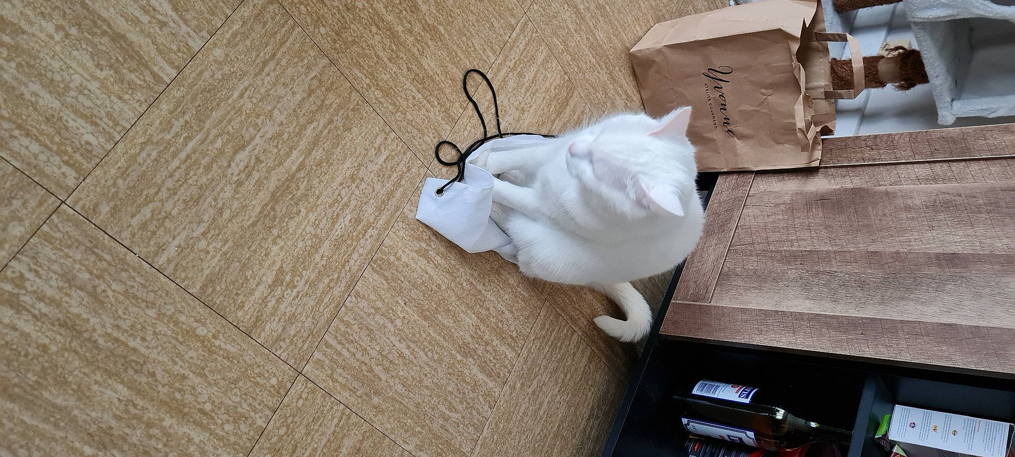 Pep'S participe au concours pour gagner de l'argent avec cette photo : bag, bedding, companion_dog, eyewear, fashion_accessory, felidae, flooring, font, fur, grey, hardwood, linens, paper, paper_product, petal, room, small_to_medium_sized_cats, tail, wire, wood