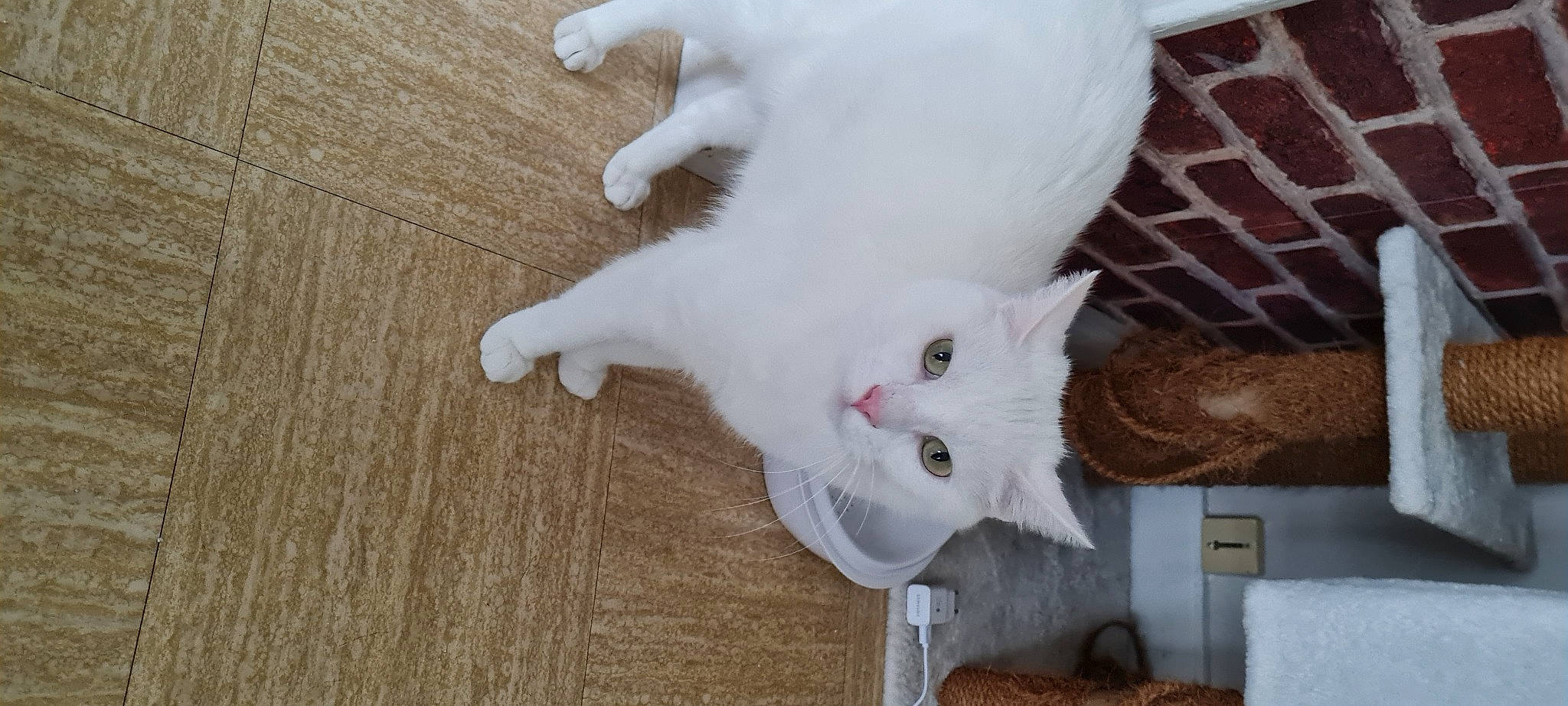 Pep'S a rejoint le concours — aidez-le/la à gagner de superbes lots ! carnivore, cat, claw, domestic_short_haired_cat, fawn, felidae, flooring, fur, hardwood, paw, plank, plant, small_to_medium_sized_cats, snout, tail, varnish, whiskers, wood, wood_flooring, wood_stain