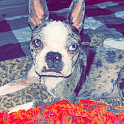 Roxy joined the competition — help win amazing prizes! animal, bedroom, blanket, brindle, close_up, cozy, curious, dog, ears_up, furniture, heterochromia, home, indoor, lying_down, pet, portrait, resting, rope_toy, soft_lighting, toy