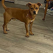 Carrots is registered to the contest to win money with this photo: alert, animal, brown_dog, canine, collar, dog, domestic, ears, flooring, four_legs, household, indoor, looking, medium_size, pet, shoes, standing, table_leg, tail, wooden_floor