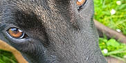 Xena participe au concours pour gagner de l'argent avec cette photo : animal, black_fur, brown_eyes, canine, close_up, curious, daylight, dog, ears, face, flora, grass, greenery, muzzle, nature, outdoor, pet, portrait, snout, summer
