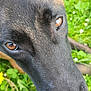 dog, close_up, brown_eyes, black_fur, outdoor, grass, nature, animal, pet, snout, ears, greenery, curious, face, canine, summer, flora, portrait, muzzle, daylight