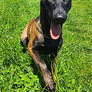 Xena a rejoint le concours — aidez-le/la à gagner de superbes lots ! dog, grass, outdoor, pet, animal, tongue, collar, sunlight, nature, playful, canine, field, greenery, summer, closeup, muzzle, fur, happy, active, daytime