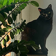 Rufus a rejoint le concours — aidez-le/la à gagner de superbes lots ! abyssinian, animal, blackcat, box, candle, cat, computer, electronics, flower, flowerarrangement, jar, kitten, leaf, manx, pc, pet, plant, planter, pottedplant, speaker