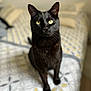 Rufus a rejoint le concours — aidez-le/la à gagner de superbes lots ! abyssinian, animal, bed, bedroom, blackcat, blanket, cat, egyptiancat, furniture, indoors, kitten, manx, pet, room