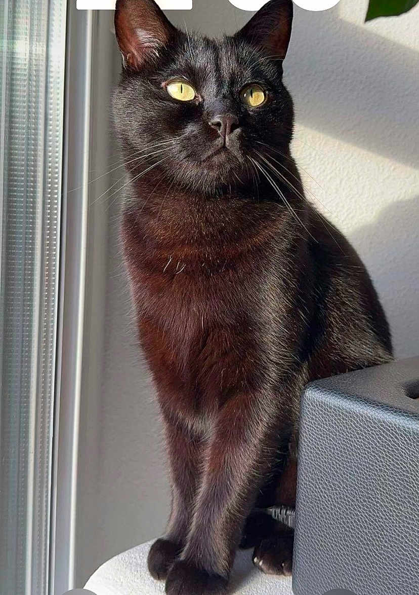 Rufus participe au concours pour gagner de l'argent avec cette photo : abyssinian, animal, blackcat, cat, egyptiancat, kitten, manx, pet
