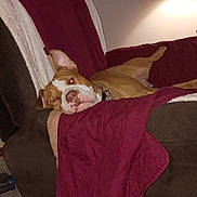 Lil Girl is registered to the contest to win money with this photo: blanket, brown_fur, collar, couch, cozy, dog, flash, fur, furniture, head_tilt, lamp, living_room, nose, paw, pet, red_eye, relaxed, sleepy, white_markings, wrinkled_face