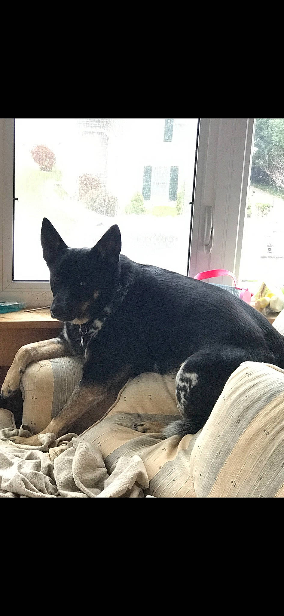 Jilly joined the competition — help win amazing prizes! australian_kelpie, canidae, carnivore, cat, companion_dog, dog, dog_breed, ear, felidae, guard_dog, mammal, miniature_pinscher, non_sporting_group, puppy, rat_terrier, sporting_group, window
