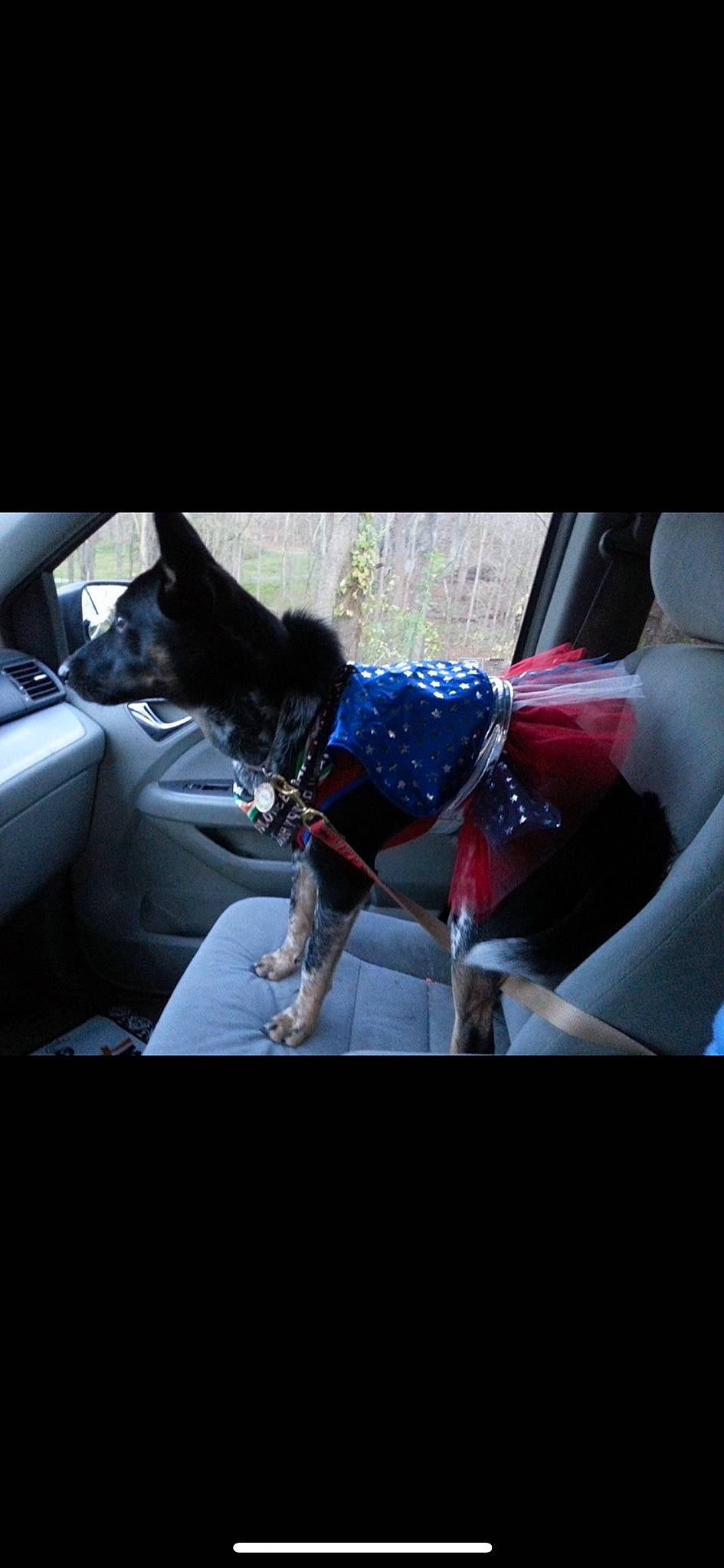 Jilly joined the competition — help win amazing prizes! canidae, car, car_seat, carnivore, companion_dog, dog, dog_breed, non_sporting_group, sporting_group, vehicle, vehicle_door