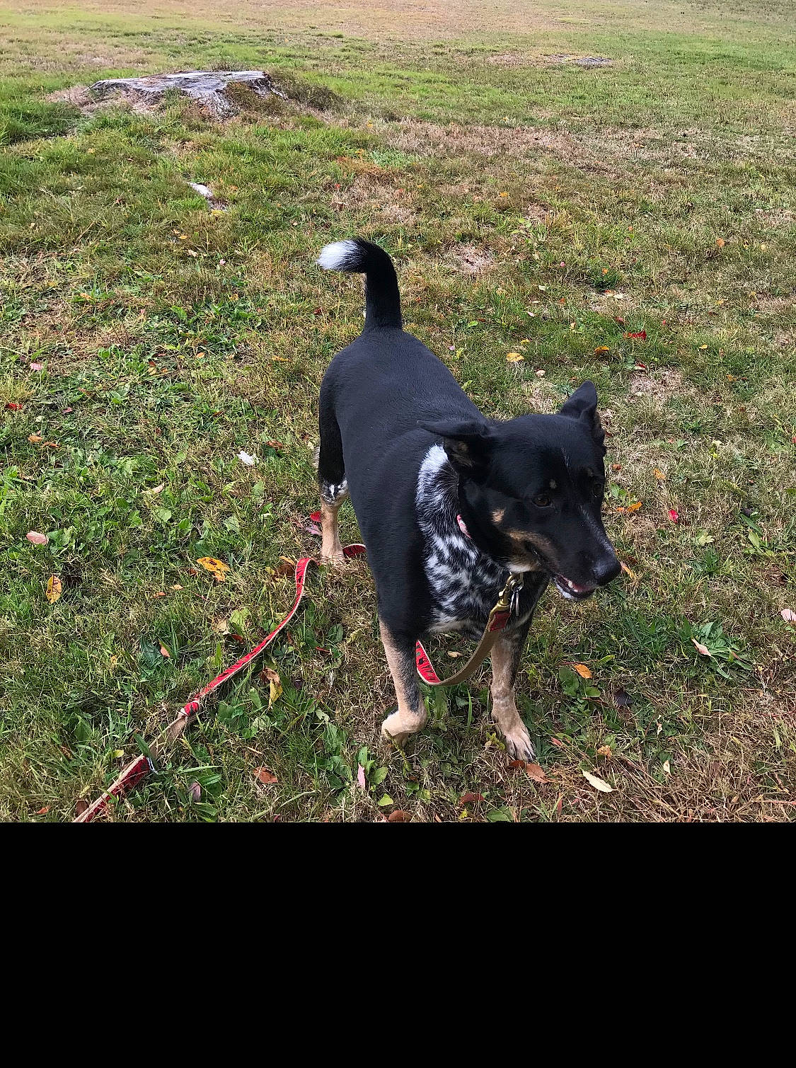 Jilly is registered to the contest to win money with this photo: adventure, canidae, carnivore, companion_dog, dog, dog_breed, dog_walking, grass, leash, obedience_training, plant, rare_breed_dog, sporting_group, tail, working_dog