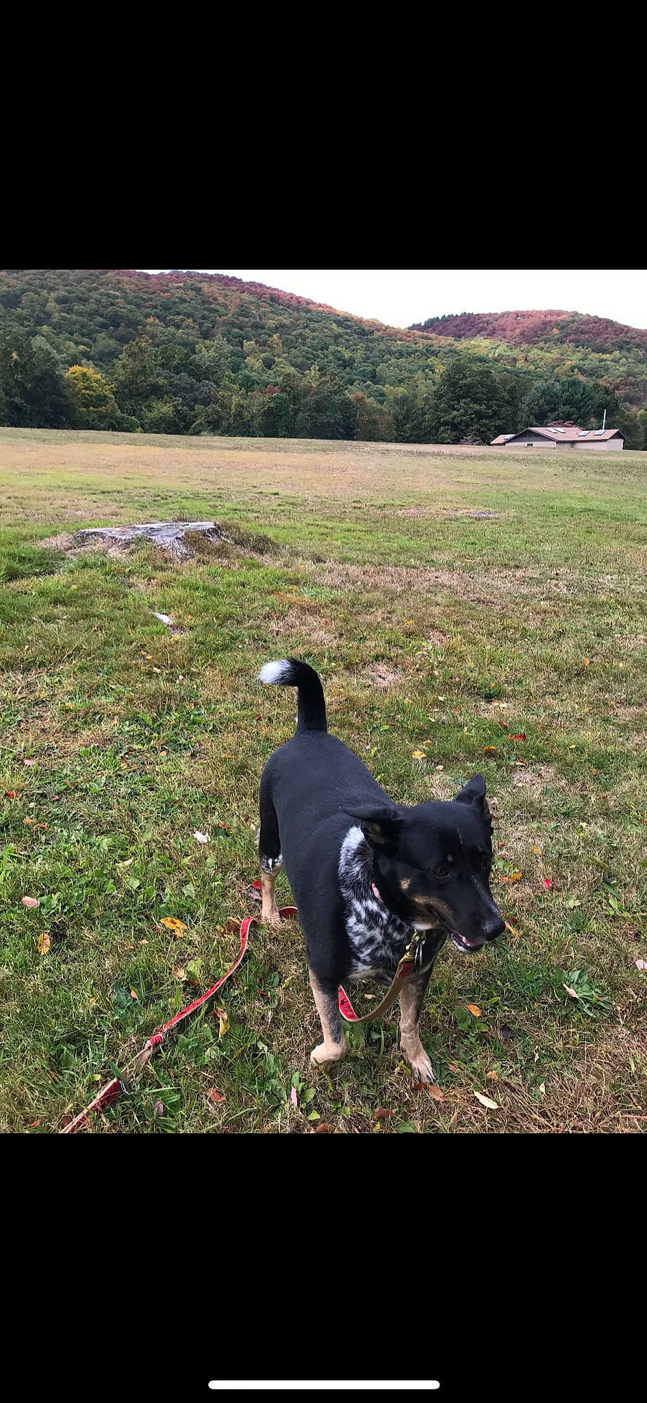 Jilly is registered to the contest to win money with this photo: border_collie, canidae, carnivore, dog, dog_breed, dog_walking, grass, herding_dog, hunting_dog, leash, obedience_training, sporting_group, tree, walking, working_dog