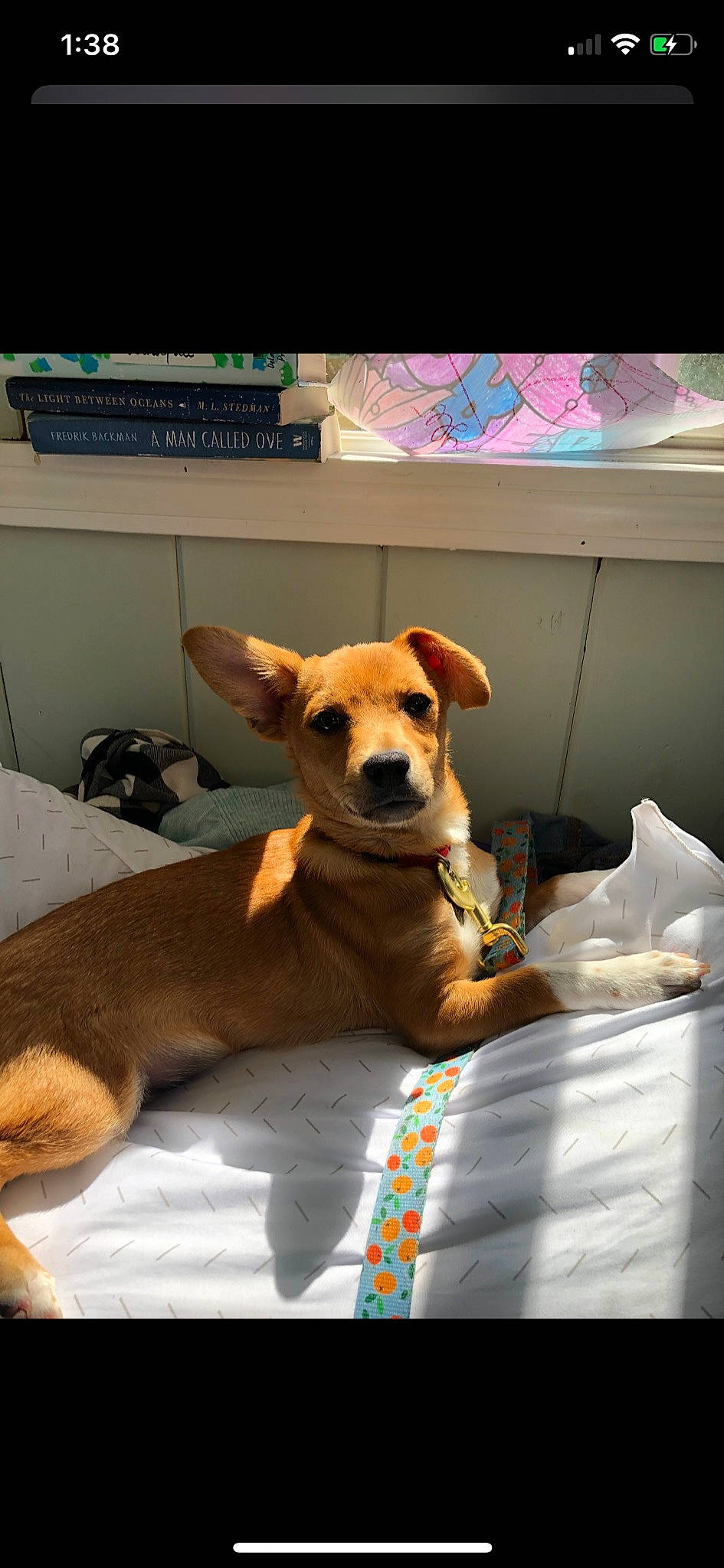 Benny is registered to the contest to win money with this photo: aspin, canidae, carnivore, carolina_dog, chihuahua, companion_dog, dog, dog_breed, fawn, feist, mammal, potcake_dog, snout, sporting_group, street_dog, vertebrate