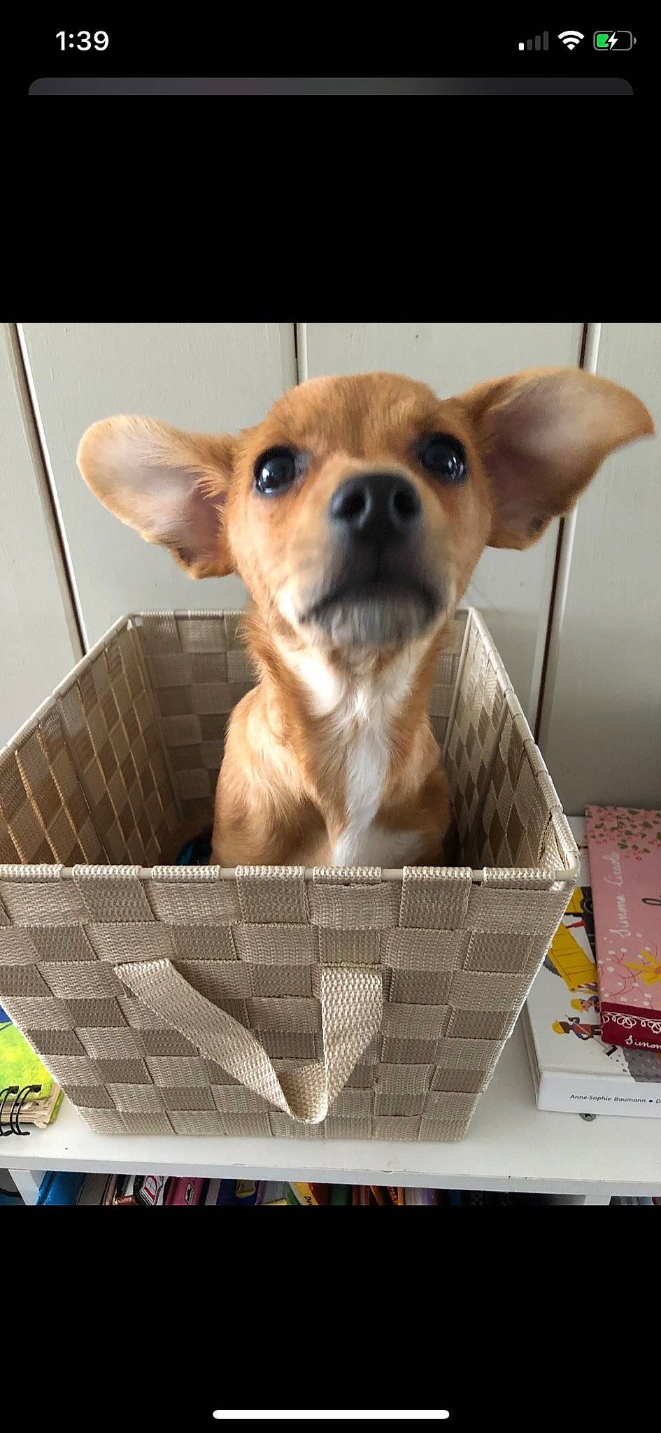 Benny is registered to the contest to win money with this photo: canidae, carnivore, chihuahua, companion_dog, dog, dog_breed, ear, fawn, mammal, photo_caption, puppy, snout, toy_dog, vertebrate