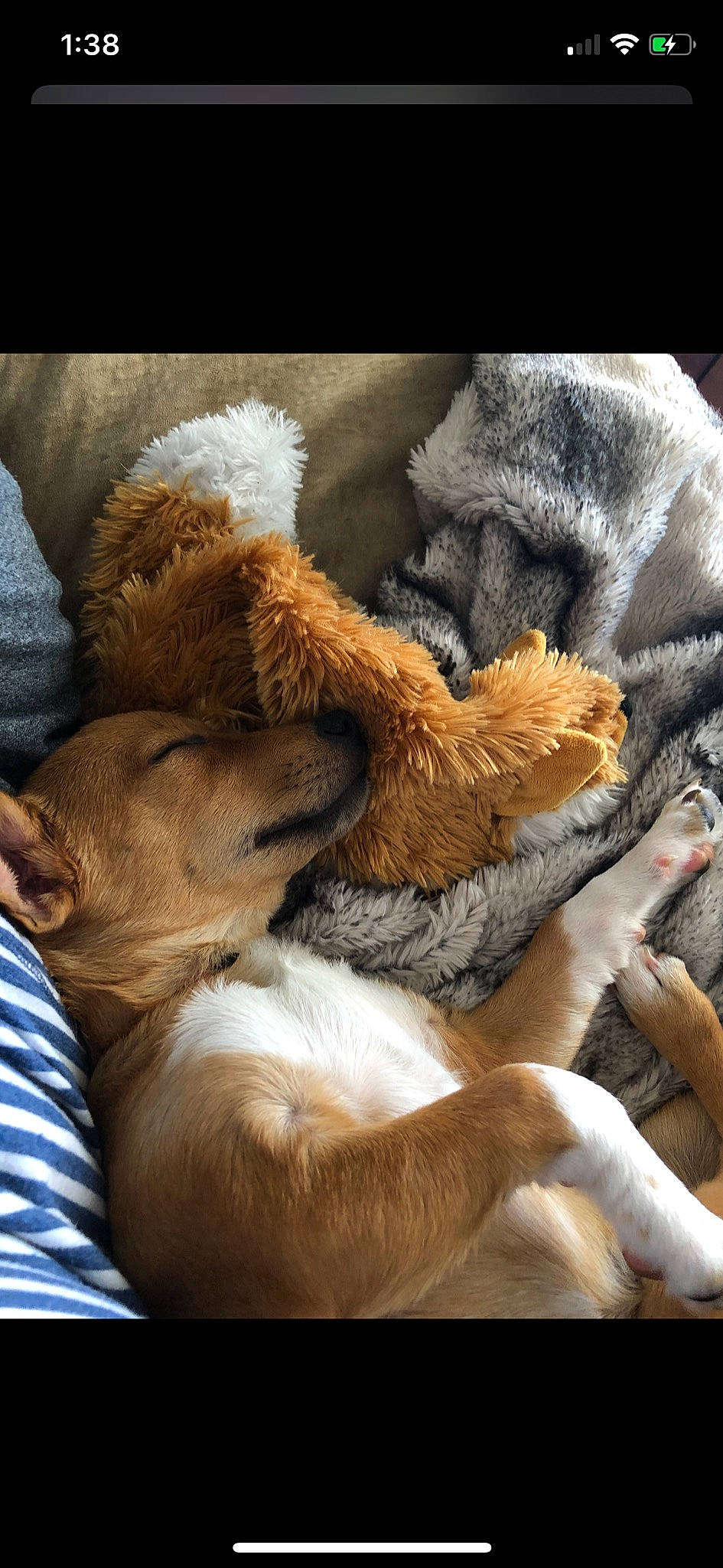 Benny is registered to the contest to win money with this photo: canidae, carnivore, companion_dog, dog_breed, fawn, felidae, fur, lion, paw, sporting_group