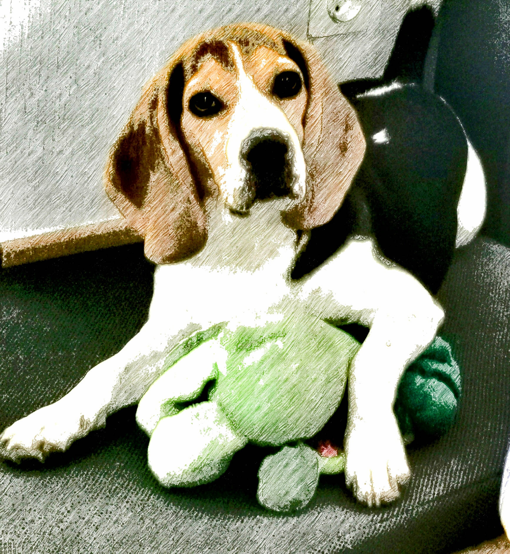 Rio participe au concours pour gagner de l'argent avec cette photo : ball, canidae, carnivore, comfort, companion_dog, dog, dog_breed, dog_supply, fawn, hound, paw, pet_supply, scent_hound, snout, sporting_group, sports_equipment, tennis_ball, toy, whiskers, working_animal