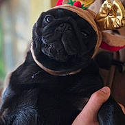 Venus a rejoint le concours — aidez-le/la à gagner de superbes lots ! dog, pug, black_dog, pet, costume, reindeer_hat, animal, cute, portrait, close_up, indoor, hand, holding, holiday, festive, adorable, face, fur, expression, companion