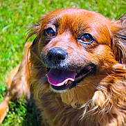 Maggie And Rascal is registered to the contest to win money with this photo: dog, brown_dog, happy, tongue_out, fluffy_fur, outdoor, grass, pet, canine, animal, sunlight, portrait, smiling, close_up, nature, domestic_animal, friendly, cute, mammal, playful