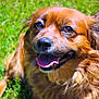 animal, brown_dog, canine, close_up, cute, dog, domestic_animal, fluffy_fur, friendly, grass, happy, mammal, nature, outdoor, pet, playful, portrait, smiling, sunlight, tongue_out