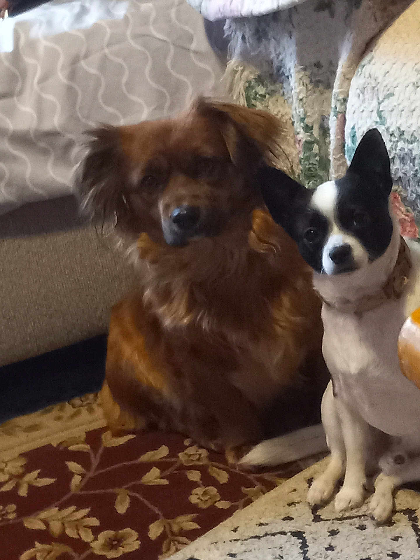 Maggie And Rascal is registered to the contest to win money with this photo: dog, brown_dog, black_and_white_dog, indoor, carpet, rug, pet, animal, fur, sitting, floor, cozy, companion, domestic, household, curious, mammal, friendship, cute, portrait