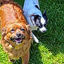 Maggie And Rascal joined the competition — help win amazing prizes! dog, grass, outdoor, pet, animal, canine, smiling, happy, sunlight, nature, fur, playful, two_dogs, brown_dog, black_and_white_dog, collar, greenery, daylight, close_up, friendly