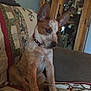 Jojo is registered to the contest to win money with this photo: dog, puppy, indoor, couch, quilt, patterned, ears, brown, white, spotted, collar, wooden_cabinet, furniture, home, pet, sitting, attentive, cozy, living_room, domestic