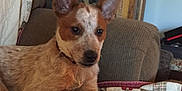 Jojo joined the competition — help win amazing prizes! puppy, dog, couch, quilt, indoor, pet, ears, brown, white, fur, furniture, home, relaxed, animal, canine, blanket, resting, young_dog, domestic, companion