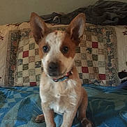 Jojo joined the competition — help win amazing prizes! puppy, dog, pet, indoor, blanket, quilt, ears, sitting, cute, young, collar, bedroom, furniture, animal, fur, looking, home, domestic, companion, friendly