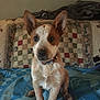 puppy, dog, pet, indoor, blanket, quilt, ears, sitting, cute, young, collar, bedroom, furniture, animal, fur, looking, home, domestic, companion, friendly