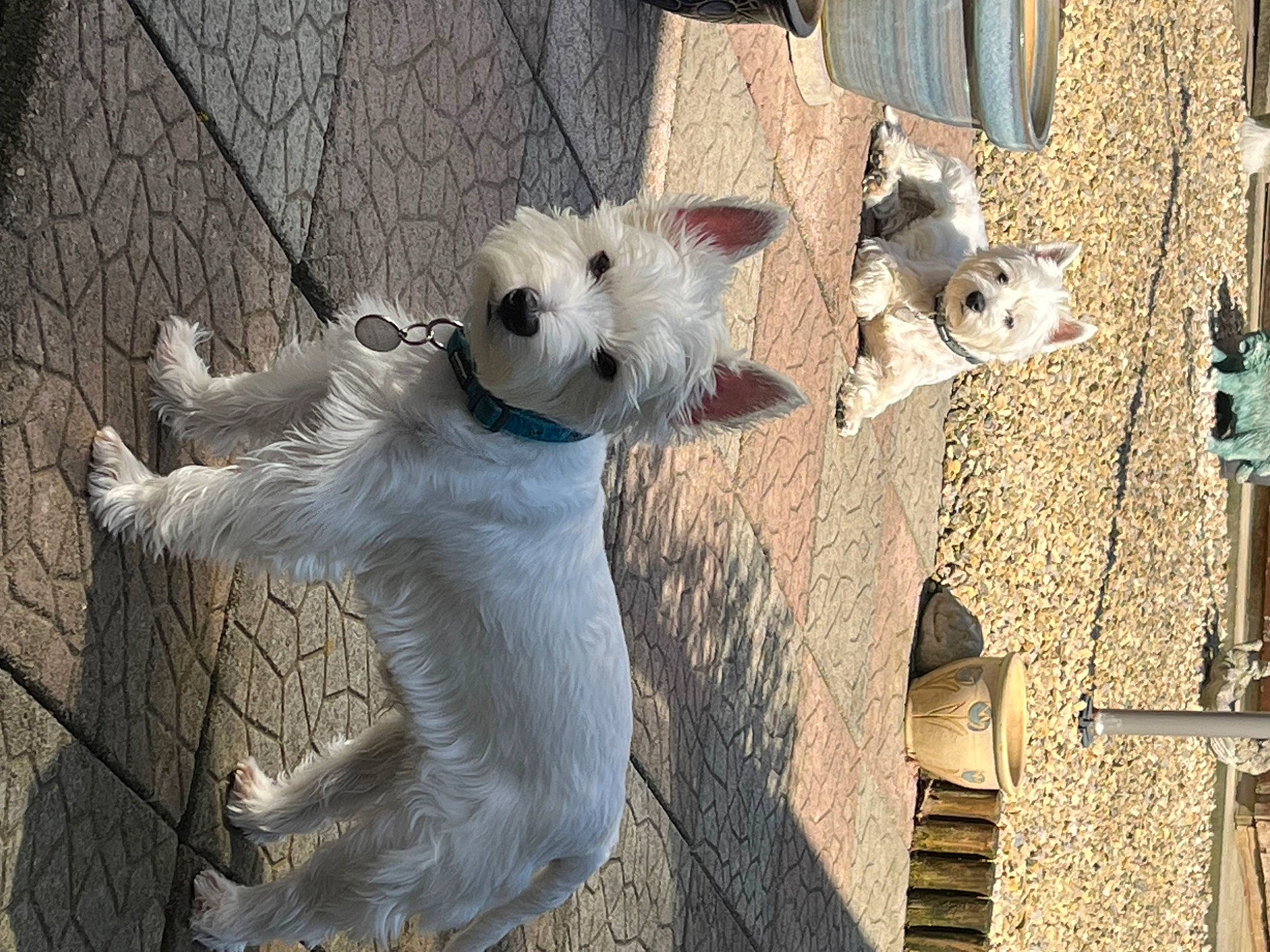 Leo joined the competition — help win amazing prizes! canidae, carnivore, collar, companion_dog, dog, dog_breed, dog_collar, eyewear, fawn, fur, leash, pet_supply, small_terrier, snout, sporting_group, sunglasses, tail, terrier, wood, working_animal