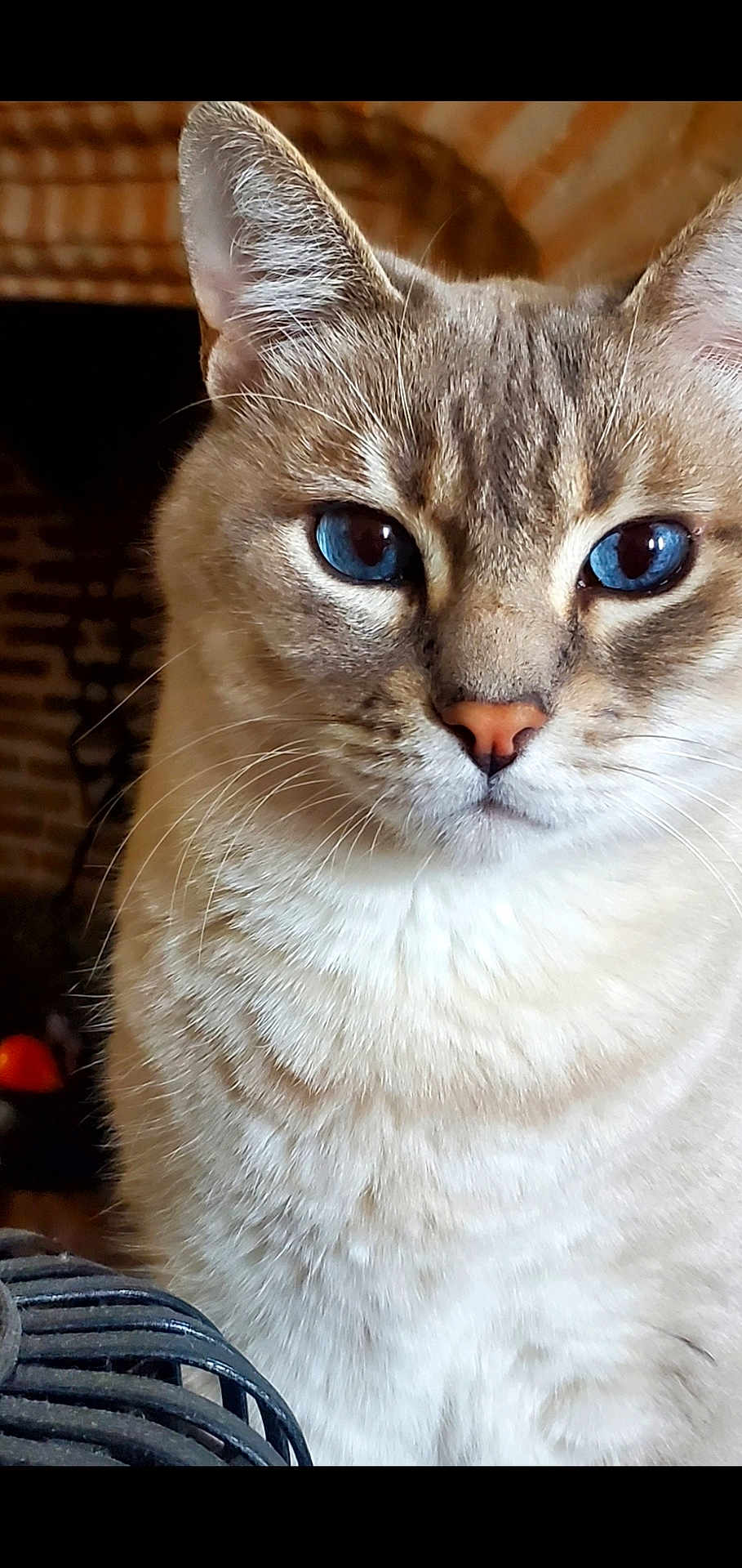 Marvel participe au concours pour gagner de l'argent avec cette photo : cat, blue_eyes, close_up, portrait, feline, whiskers, fur, ears, indoor, animal, pet, cute, mammal, looking, face, nose, mustache, soft_light, focused, majestic