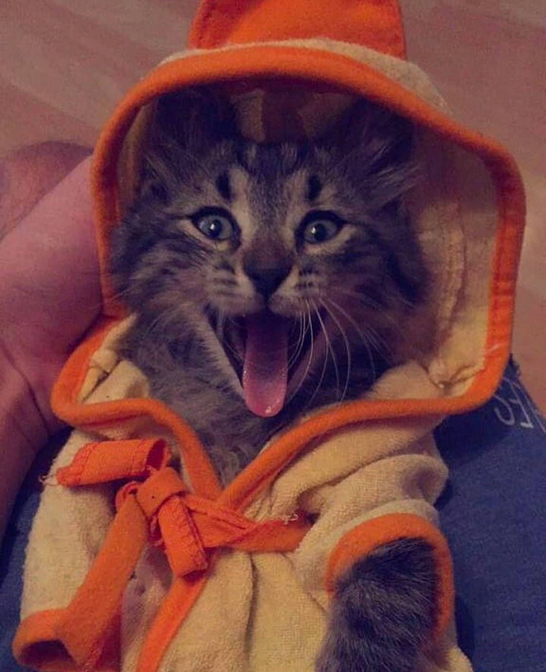 Fury participe au concours pour gagner de l'argent avec cette photo : carmine, carnivore, cat, comfort, electric_blue, fang, felidae, fur, gesture, hat, headgear, illustration, orange, paw, peach, small_to_medium_sized_cats, snout, tail, vegetable, whiskers