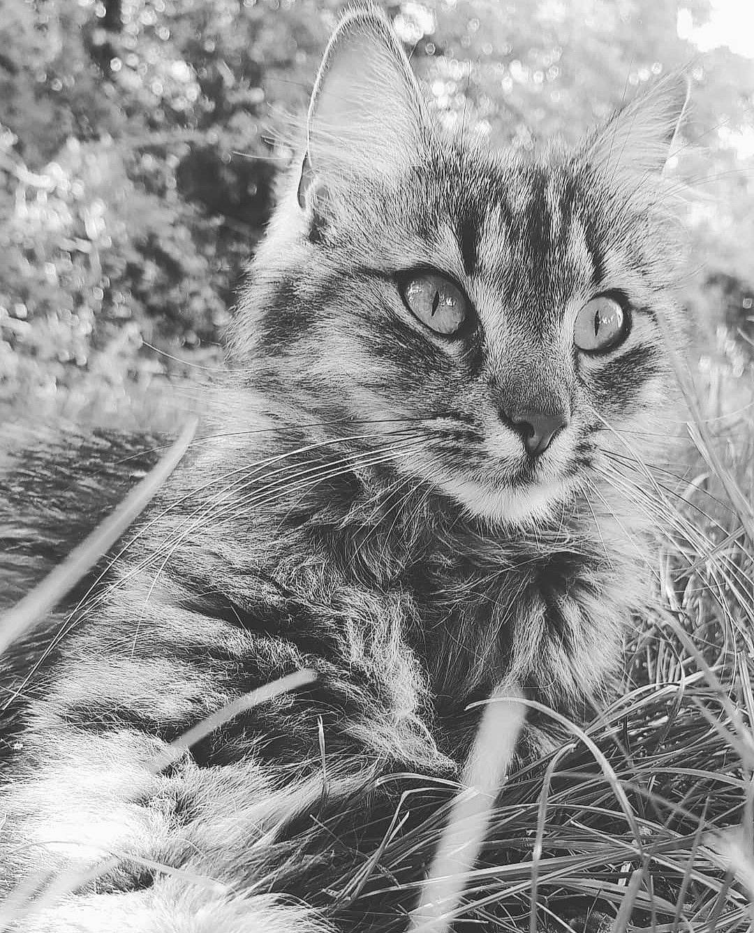 Fury a rejoint le concours — aidez-le/la à gagner de superbes lots ! black_and_white, carnivore, cat, close_up, domestic_short_haired_cat, eye, felidae, fur, grass, grey, monochrome, monochrome_photography, organism, plant, small_to_medium_sized_cats, snout, style, tail, terrestrial_animal, whiskers