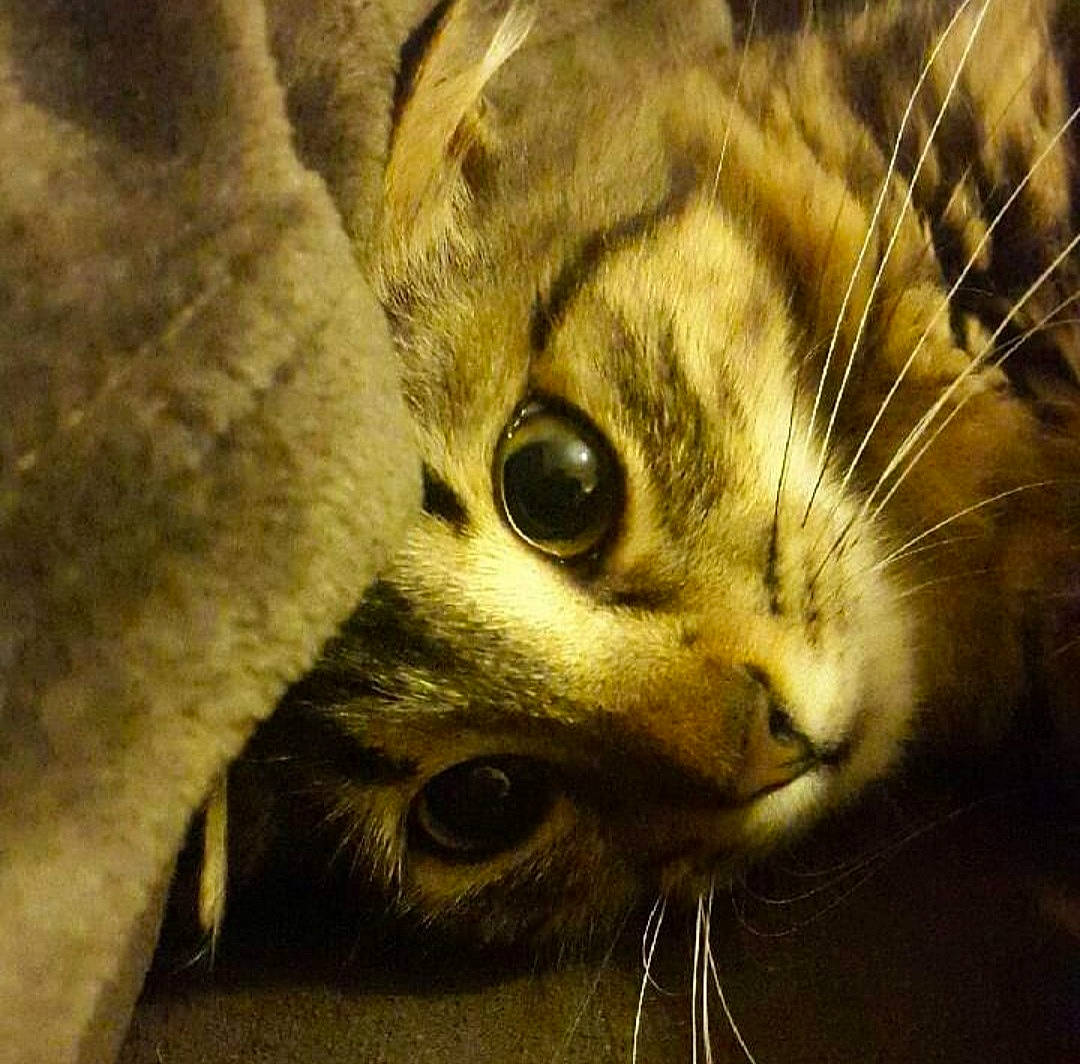 Fury a rejoint le concours — aidez-le/la à gagner de superbes lots ! carnivore, cat, claw, comfort, domestic_short_haired_cat, ear, fawn, felidae, fur, grass, human_body, macro_photography, paw, small_to_medium_sized_cats, snout, terrestrial_animal, whiskers, wildlife, window, wood