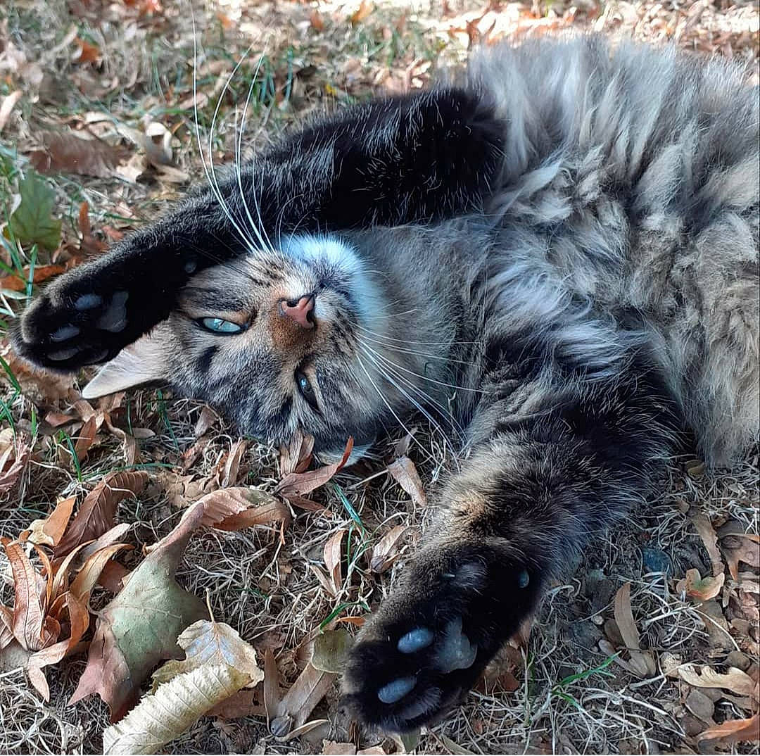 Fury a rejoint le concours — aidez-le/la à gagner de superbes lots ! carnivore, cat, claw, dog_breed, domestic_short_haired_cat, felidae, foot, fur, grass, human_leg, organism, paw, small_to_medium_sized_cats, snout, soil, tail, terrestrial_animal, whiskers, wildlife