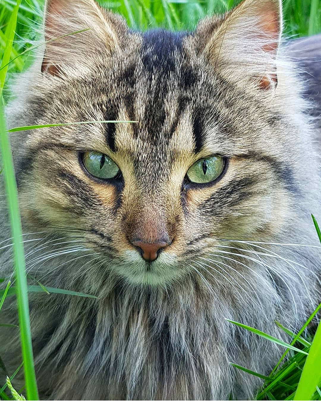 Fury a rejoint le concours — aidez-le/la à gagner de superbes lots ! carnivore, cat, close_up, domestic_short_haired_cat, felidae, fur, grass, groundcover, plant, small_to_medium_sized_cats, snout, terrestrial_animal, tree, whiskers, wildlife