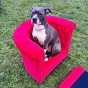 Luna participe au concours pour gagner de l'argent avec cette photo : alert, animal, canine, daylight, dog, fur, grass, greenery, leafy_ground, miniature_furniture, nature, necklace, one_animal, outdoor, paw, pet, portrait, red_chair, relaxed, sitting