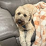dog, couch, blanket, fur, pet, indoor, relaxing, canine, leather, cozy, carpet, paws, curly_fur, resting, home, animal, companion, furniture, brown, soft